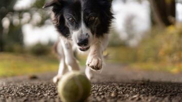Hund jagter bold